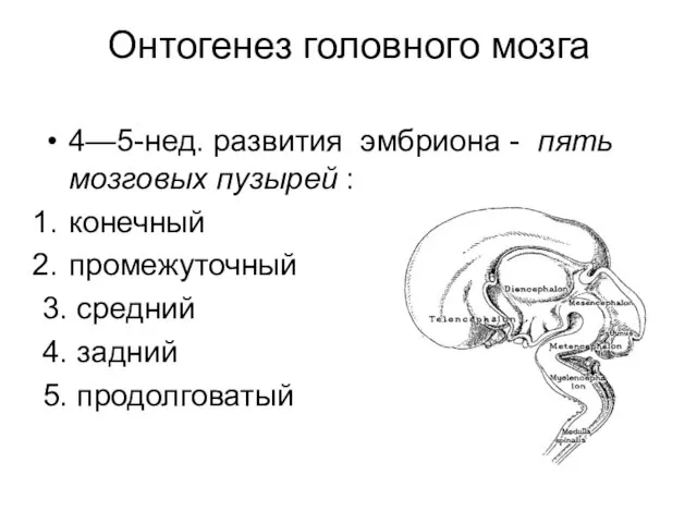 4—5-нед. развития эмбриона - пять мозговых пузырей : конечный промежуточный 3.