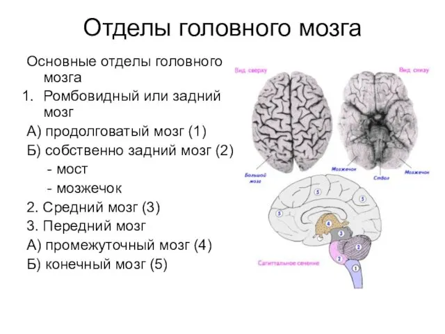 Отделы головного мозга Основные отделы головного мозга Ромбовидный или задний мозг