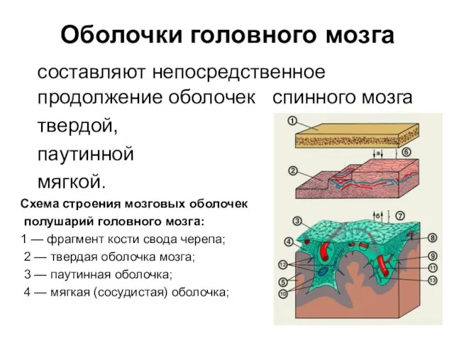 Оболочки головного мозга составляют непосредственное продолжение оболочек спинного мозга твердой, паутинной