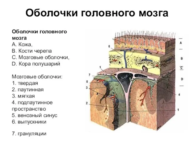 Оболочки головного мозга А. Кожа, B. Кости черепа C. Мозговые оболочки,