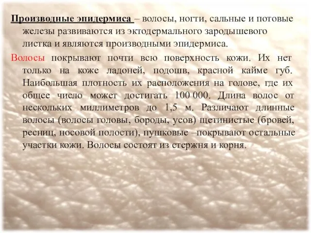 Производные эпидермиса – волосы, ногти, сальные и потовые железы развиваются из