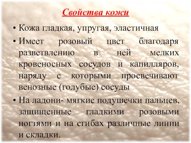 Свойства кожи Кожа гладкая, упругая, эластичная Имеет розовый цвет благодаря разветвлению