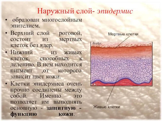 Наружный слой- эпидермис образован многослойным эпителием. Верхний слой – роговой, состоит