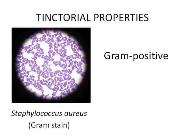 Staphylococcus aureus (Gram stain) TINCTORIAL PROPERTIES Gram-positive