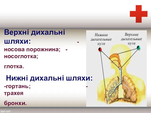 Верхні дихальні шляхи: -носова порожнина; -носоглотка; глотка. Нижні дихальні шляхи: -гортань; -трахея бронхи.