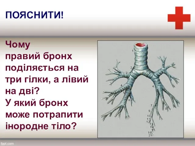 Чому правий бронх поділяється на три гілки, а лівий на дві?