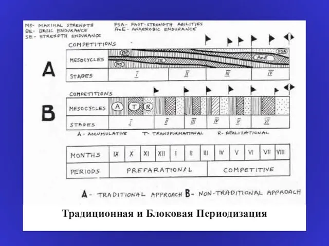 Традиционная и Блоковая Периодизация