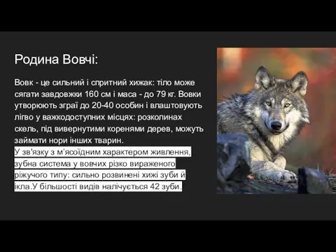 Родина Вовчі: Вовк - це сильний і спритний хижак: тіло може