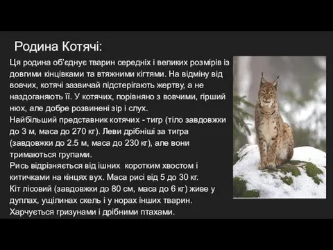 Родина Котячі: Ця родина об’єднує тварин середніх і великих розмірів із