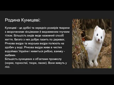 Родина Куницеві: Куницеві - це дрібні та середніх розмірів тварини з