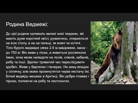 Родина Ведмежі: До цієї родини належать великі хижі тварини, які мають