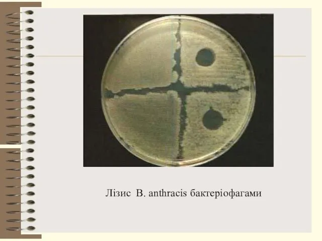 Лізис B. anthracis бактеріофагами