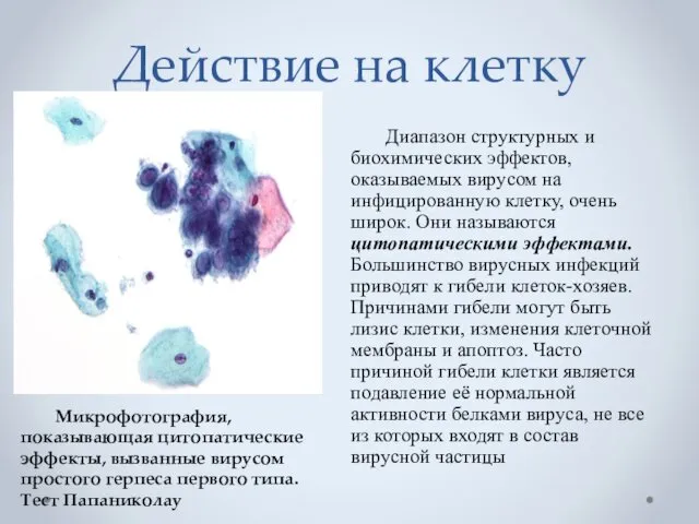 Действие на клетку Диапазон структурных и биохимических эффектов, оказываемых вирусом на