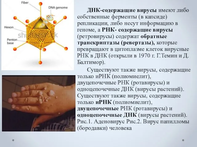 ДНК-содержащие вирусы имеют либо собственные ферменты (в капсиде) репликации, либо несут