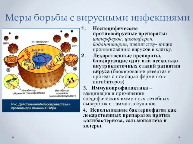 Меры борьбы с вирусными инфекциями Неспецифические противовирусные препараты: интерферон, циклоферон, йодантипирин,