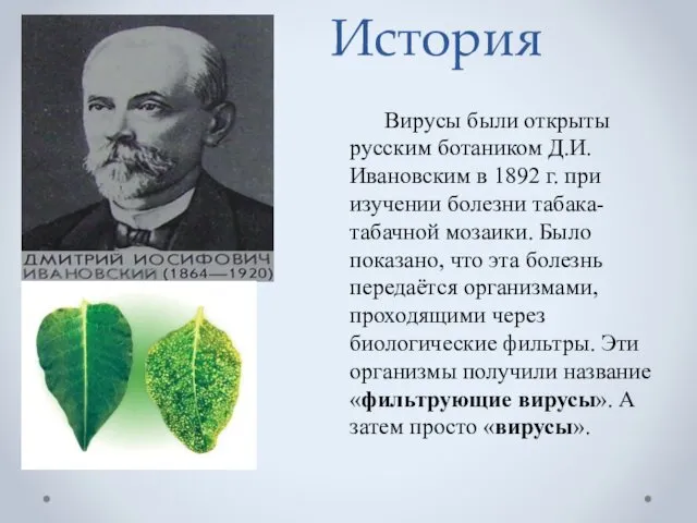 История Вирусы были открыты русским ботаником Д.И. Ивановским в 1892 г.