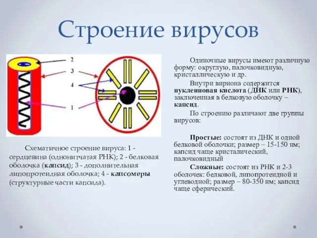 Строение вирусов Одиночные вирусы имеют различную форму: округлую, палочковидную, кристаллическую и