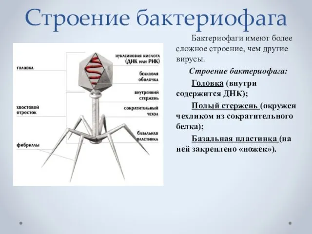 Строение бактериофага Бактериофаги имеют более сложное строение, чем другие вирусы. Строение