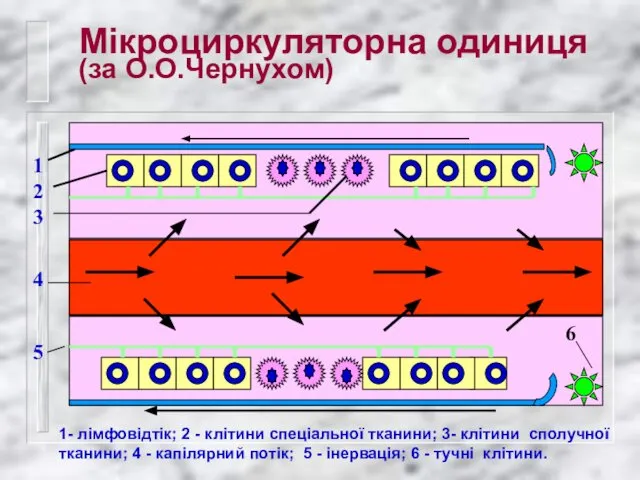 Мікроциркуляторна одиниця (за О.О.Чернухом) 6 1- лімфовідтік; 2 - клітини спеціальної