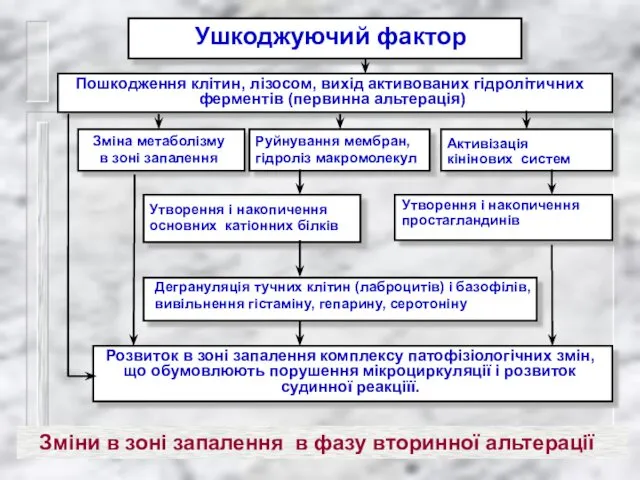 Ушкоджуючий фактор Пошкодження клітин, лізосом, вихід активованих гідролітичних ферментів (первинна альтерація)