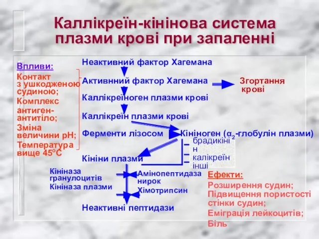 Каллікреїн-кінінова система плазми крові при запаленні Неактивний фактор Хагемана Активнний фактор