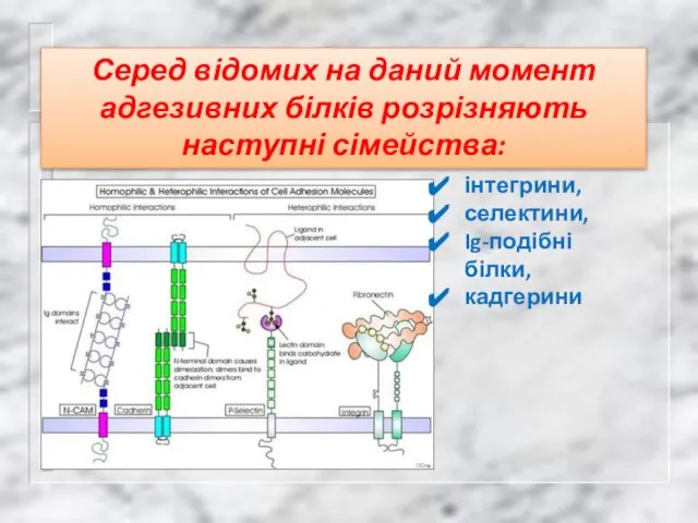 Серед відомих на даний момент адгезивних білків розрізняють наступні сімейства: інтегрини, селектини, Ig-подібні білки, кадгерини