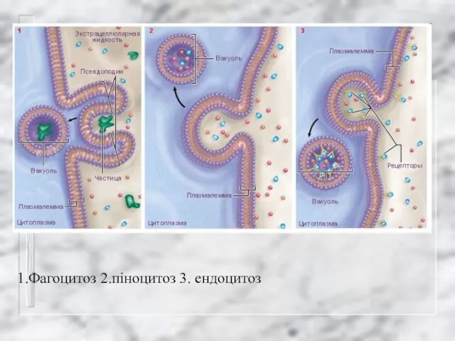 1.Фагоцитоз 2.піноцитоз 3. ендоцитоз