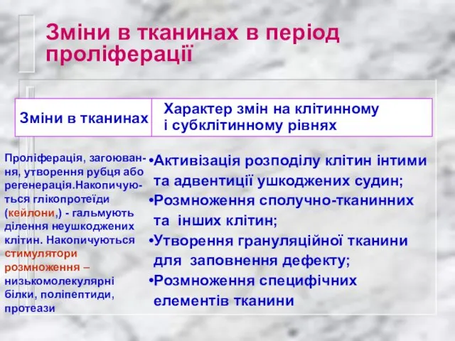 Зміни в тканинах в період проліферації Активізація розподілу клітин інтими та