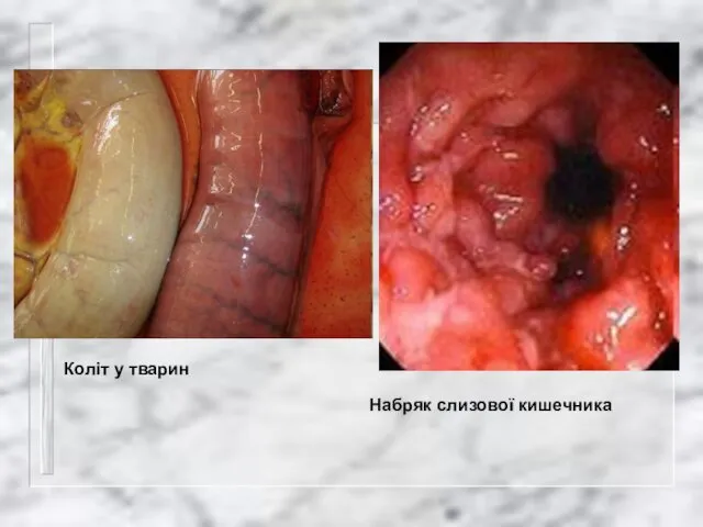 Коліт у тварин Набряк слизової кишечника