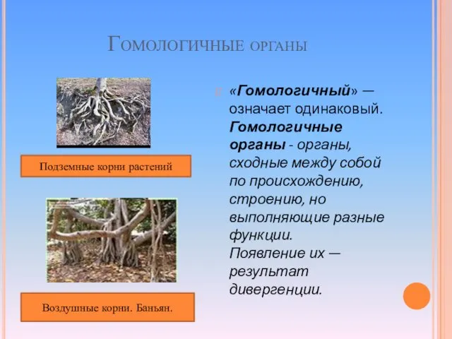 Гомологичные органы «Гомологичный» — означает одинаковый. Гомологичные органы - органы, сходные