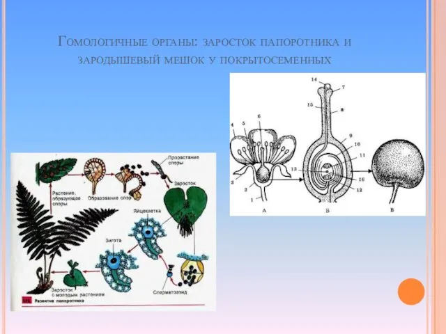 Гомологичные органы: заросток папоротника и зародышевый мешок у покрытосеменных