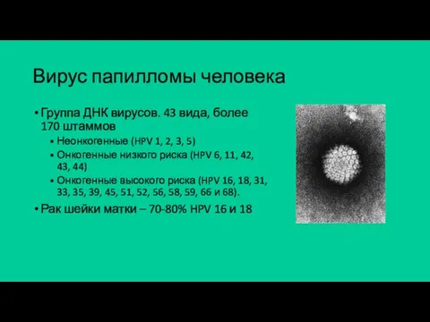 Вирус папилломы человека Группа ДНК вирусов. 43 вида, более 170 штаммов