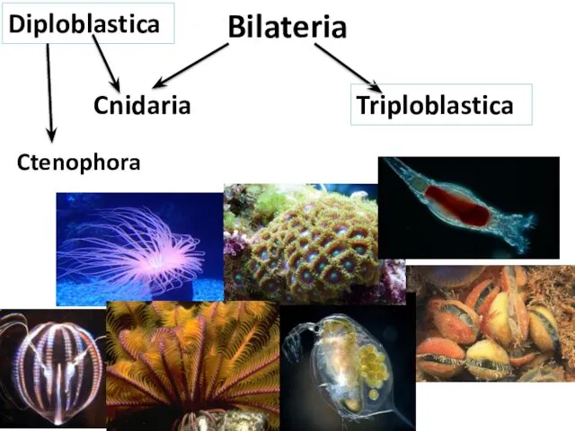 Bilateria Diploblastica Triploblastica Cnidaria Ctenophora