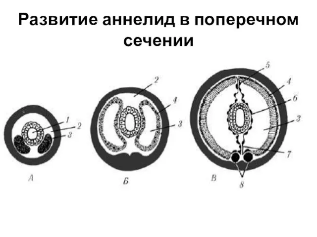 Развитие аннелид в поперечном сечении