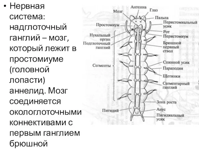 Нервная система: надглоточный ганглий – мозг, который лежит в простомиуме (головной