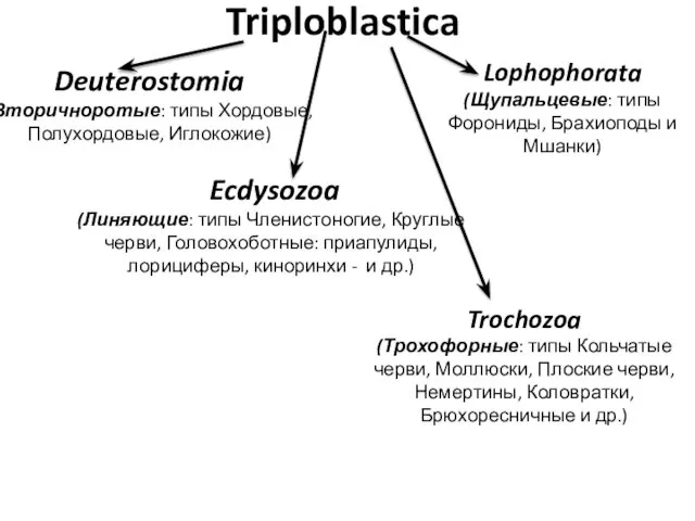 Triploblastica Deuterostomia (Вторичноротые: типы Хордовые, Полухордовые, Иглокожие) Ecdysozoa (Линяющие: типы Членистоногие,