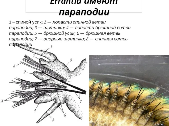 Errantia имеют параподии 1 – спиной усик; 2 — лопасти спинной