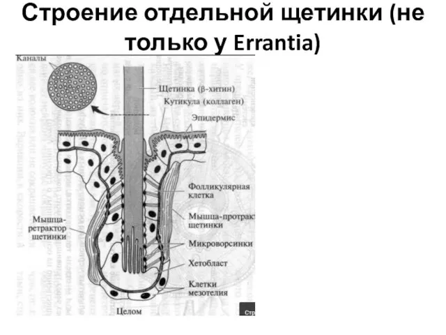 Строение отдельной щетинки (не только у Errantia)