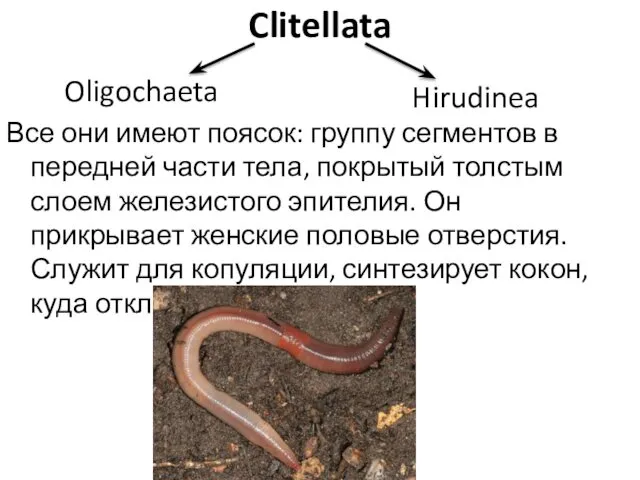 Clitellata Все они имеют поясок: группу сегментов в передней части тела,