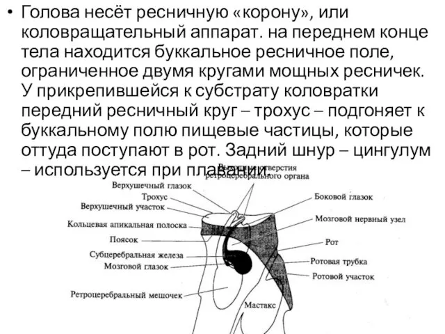 Голова несёт ресничную «корону», или коловращательный аппарат. на переднем конце тела