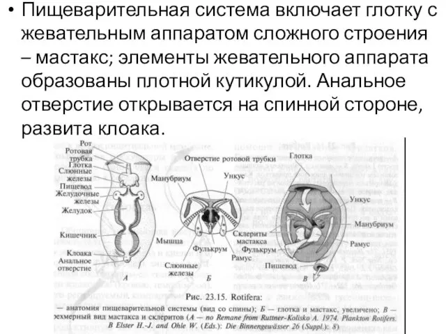 Пищеварительная система включает глотку с жевательным аппаратом сложного строения – мастакс;