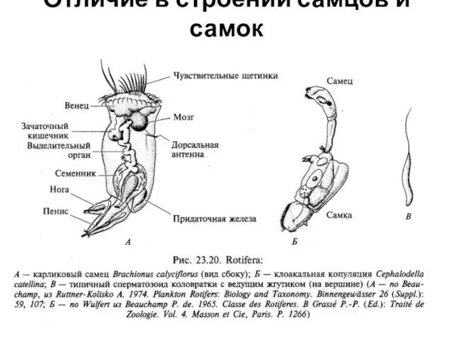 Отличие в строении самцов и самок