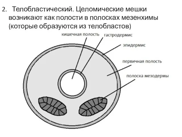 2. Телобластический. Целомические мешки возникают как полости в полосках мезенхимы (которые образуются из телобластов)