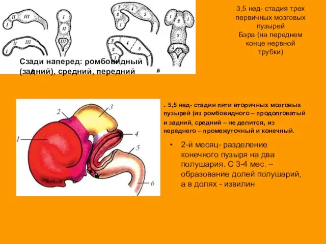 3,5 нед- стадия трех первичных мозговых пузырей Бэра (на переднем конце