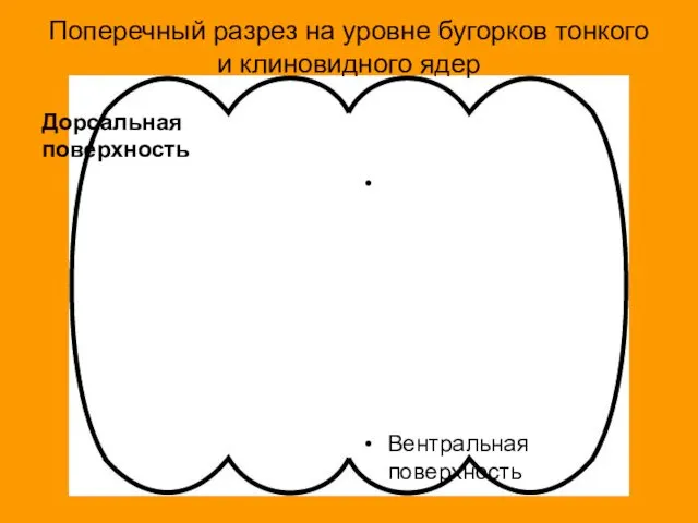 Поперечный разрез на уровне бугорков тонкого и клиновидного ядер Дорсальная поверхность Вентральная поверхность