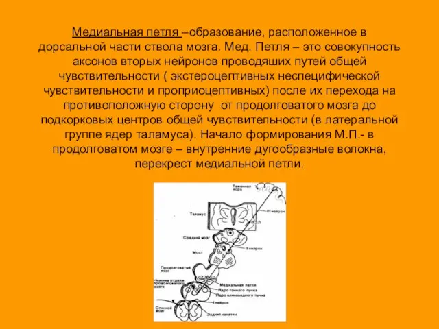 Медиальная петля –образование, расположенное в дорсальной части ствола мозга. Мед. Петля