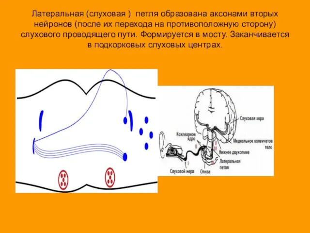 Латеральная (слуховая ) петля образована аксонами вторых нейронов (после их перехода