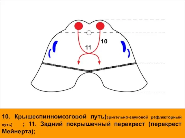 10. Крышеспинномозговой путь(зрительно-звуковой рефлекторный путь) ; 11. Задний покрышечный перекрест (перекрест Мейнерта); 10 11