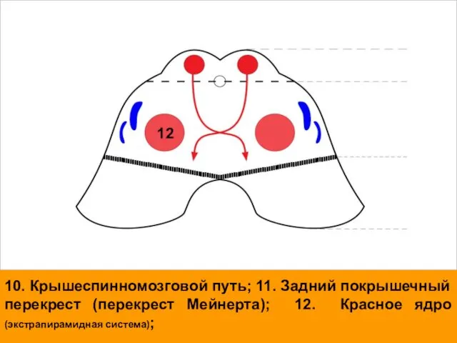 10. Крышеспинномозговой путь; 11. Задний покрышечный перекрест (перекрест Мейнерта); 12. Красное ядро (экстрапирамидная система); 12