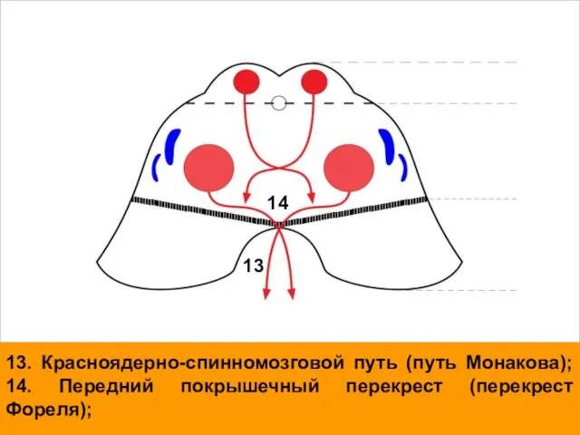 13. Красноядерно-спинномозговой путь (путь Монакова); 14. Передний покрышечный перекрест (перекрест Фореля); 13 14